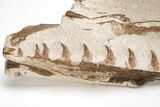 Fossil Mosasaur (Tethysaurus) Jaws In Limestone - Asfla, Morocco #215141-1